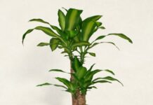 Dracaena plant online India
