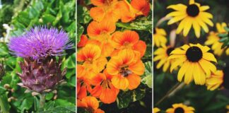 Best Flowers To Attract Bees And Butterflies