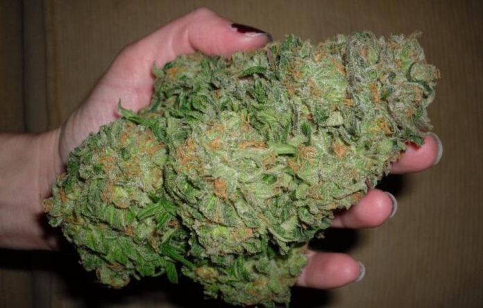 hybrid-marijuana