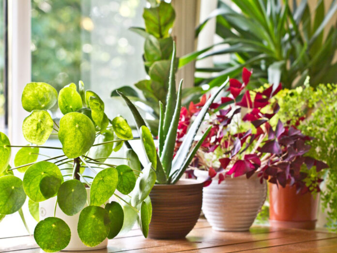 All About Plants: A Beginner’s Guide