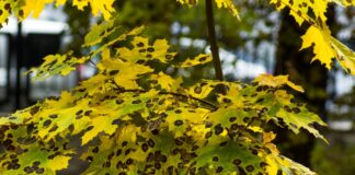 reating Tree Disease What You Need to Know