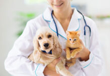 Pet Insurance: