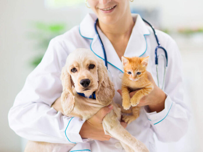 Pet Insurance: