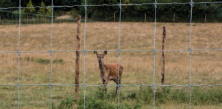 deer fence properly