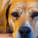 Maximizing Your Dog's Lifespan: Essential Steps for Longevity