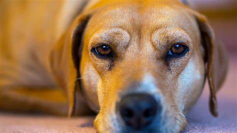 Maximizing Your Dog's Lifespan: Essential Steps for Longevity