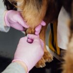 Gene Sequencing for Early Disease Detection in Pets