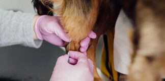Gene Sequencing for Early Disease Detection in Pets